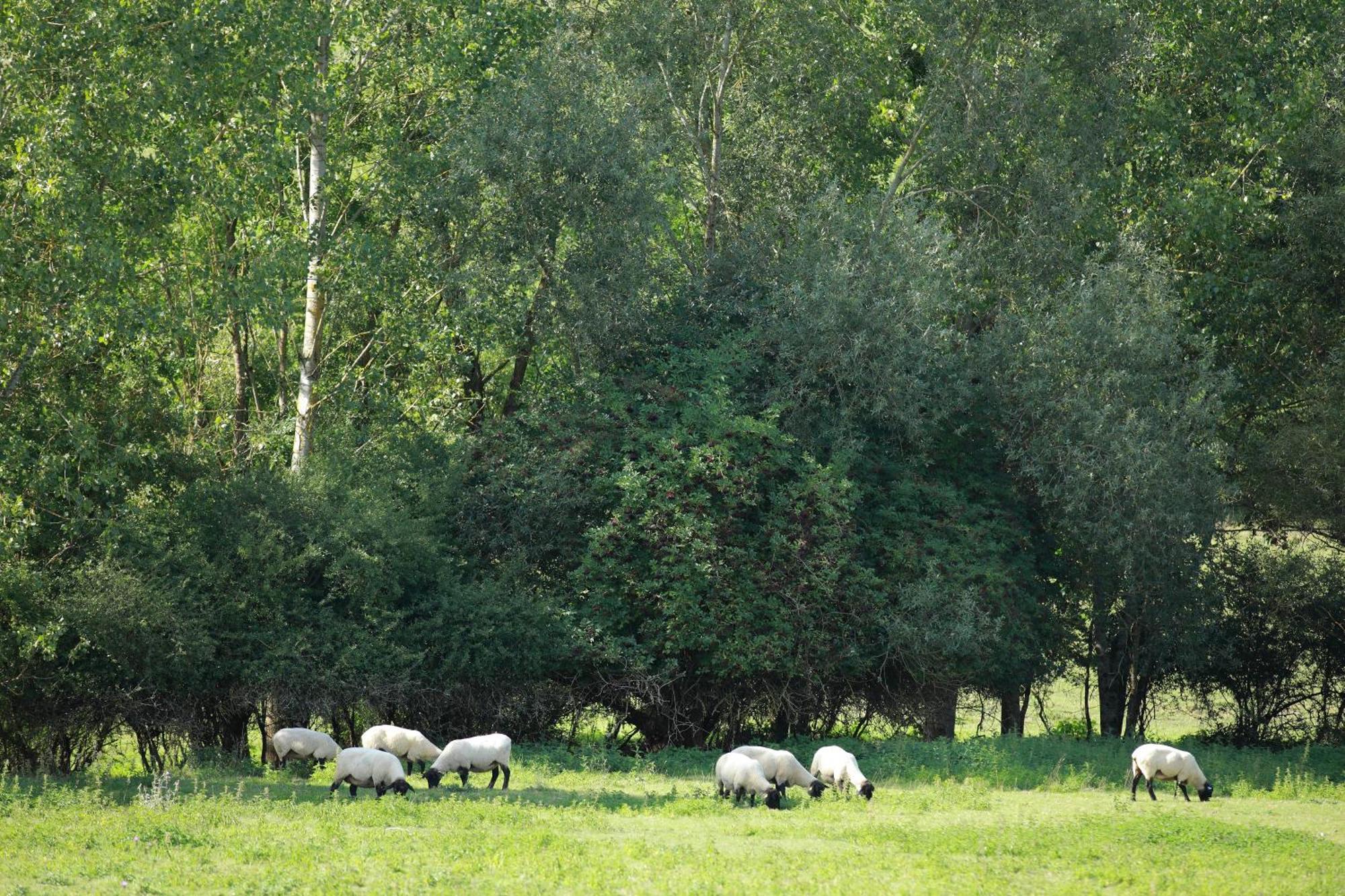 Auberge Du Parc Baudricourt Ruang foto